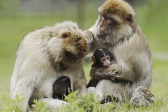 Barbary macaque (Macaca sylvanus) with young, captive, occurring in Morocco, Algeria and Gibraltar