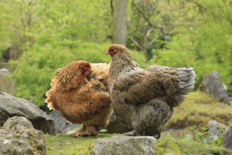 Domestic fowl (Gallus gallus)