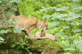 Eurasian lynx (Lynx lynx) mother with her youngsters in a forest, Bavaria, Germany, Europe