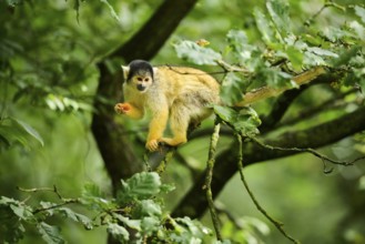 Common squirrel monkey (Saimiri sciureus) in a tree, captive, distribution South America