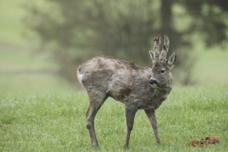 European roe deer (Capreolus capreolus) buck with shaggy winter coat and long, barely covered bast