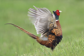 Pheasant or hunting pheasant (Phasianus colchicus), male flapping his wings, Lake Neusiedl National