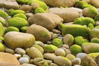Ochre-coloured stones overgrown with green moss, stone stand in the Breatgne, France, Europe