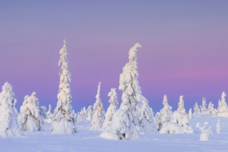 Tykky forest, snow covered spruce trees on the taiga at sunset in winter, Riisitunturi National
