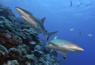 Underwater photo of two Grey reef sharks (Carcharhinus amblyrhynchos) swimming over coral reef