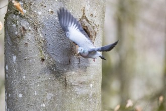 Stock Dove (Columba oenas) at Black Woodpecker Cave Germany