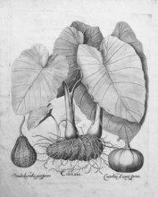 Taro (Colocasia esculenta), pumpkins, copperplate engraving by Basilius Besler, from the plant book