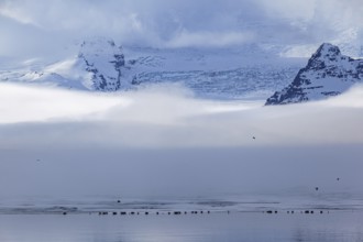 Seals on ice floes, fog, clouds, glaciers, mountains, winter, Jökulsarlon, Vatnajökull, Iceland,