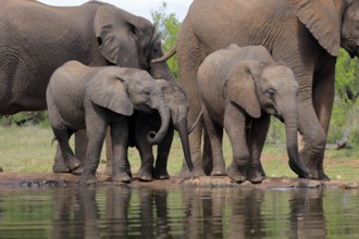 African elephant (Loxodonta africana), three young animals, at the water, drinking, group, Kruger