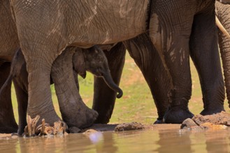 African elephant (Loxodonta africana), young animal, calf, baby elephant, mother, young animal with