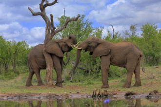 African elephant (Loxodonta africana), adult, male, two bulls, fighting, wrestling, at the water,