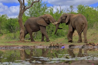 African elephant (Loxodonta africana), adult, male, two bulls, fighting, wrestling, at the water,