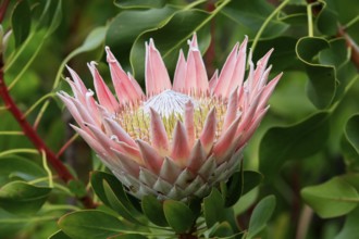 King Protea (Protea cynaroides), flower, flowering, flower, in spring, Kirstenbosch Botanical