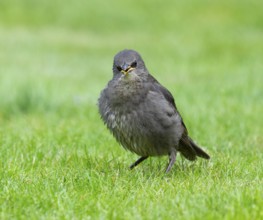 Starling (Sturnus vulgaris), young bird standing on a lawn in the garden, Lower Saxony, Germany,