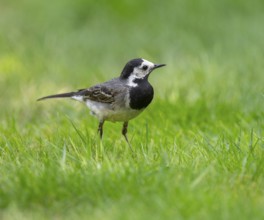 White wagtail (Motacilla alba) foraging on a lawn in a garden, Lower Saxony, Germany, Europe