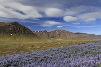Lupines, mountains, summer, cloudy mood, sunny, Westfjords, Iceland, Europe