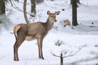 Red deer (Cervus elaphus) hind in a forest in winter, snow, Bavaria, Germany, Europe