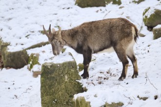 Alpine ibex (Capra ibex) female in winter, snow, Bavaria, Germany, Europe