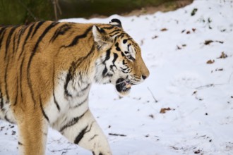 Siberian tiger (Panthera tigris altaica) in winter, portrait, captive, Germany, Europe