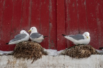 Seagulls in front of a red wooden wall, Å i Lofoten or Å for short, Lofoten, Northern Norway,