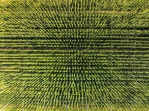 Bird's eye view of a symmetrical green field with densely growing plants, hop garden, Hochdorf,