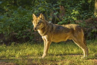 Wolf (Canis lupus), at sunrise in forest, summer, Germany, Europe