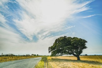 Landscape with wide sky, road and lonely tree