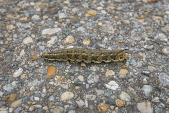 Caterpillar of the winch hawkmoth (Agrius convolvuli) crawling over the stony surface of a road,