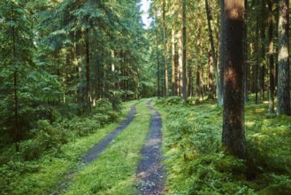 Landscape of a little road going through a Norway spruce (Picea abies) forest in summer
