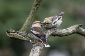 Hawfinch (Coccothraustes coccothraustes), adult bird feeding young, Emsland, Lower Saxony, Germany,