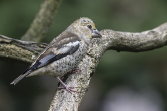 Hawfinch (Coccothraustes coccothraustes), young bird, Emsland, Lower Saxony, Germany, Europe