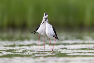 Black-winged Black-winged Stilt (Himantopus himantopus), couple making love in the water,