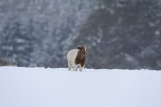 Boer goat, domestic goat (Capra aegagrus hircus) on a snowy meadow, Bavaria