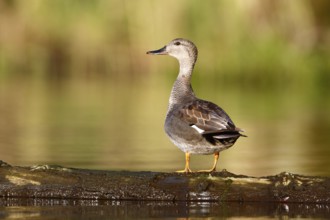 Gadwall (Mareca strepera) resting on a floating tree trunk, Flusslandschaft Peenetal nature park