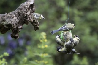 Great tits (Parus major) at the tit dumpling, Emsland, Lower Saxony, Germany, Europe