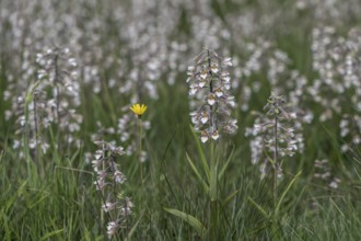 Marsh helleborine (Epipactis palustris), mass population, Emsland, Lower Saxony, Germany, Europe