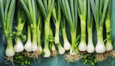 Vegetable, spring onion or spring onion, also known as winter onion, Allium fistulosum