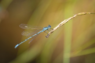 A blue dragonfly (Coenagrion) sitting on a blade of grass in a natural environment, Ternitz, Lower