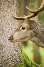 European fallow deer (Dama dama) stag in a forest, portrait, Bavaria, Germany, Europe