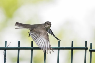 A spotted flycatcher (Muscicapa striata) in flight with wings spread wide, flying over a fence,