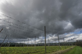 Dark rain clouds (Nimbostratus) over a harvested hop field, Bavaria, Germany, Europe