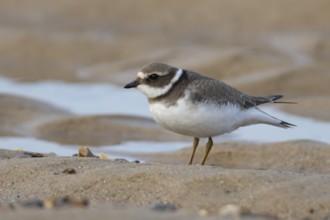 Ringed plover (Charadrius hiaticula) juvenile bird on a beach, England, United Kingdom, Europe