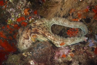 A Common Octopus (Octopus vulgaris) is skilfully camouflaged and hidden in the underwater landscape