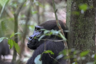 Western lowland gorilla (Gorilla gorilla gorilla), male animal, silverback, Loango National Park,