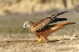Red kite (Milvus milvus) drinking, Pyrenees, Spain, Europe