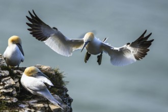 Northern Gannet, Morus bassanus, bird in flight over sea, Bempton Cliffs, North Yorkshire, England,