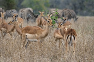 Herd of impala (Aepyceros melampus) in tall grass, black heeler antelope, Kruger National Park,