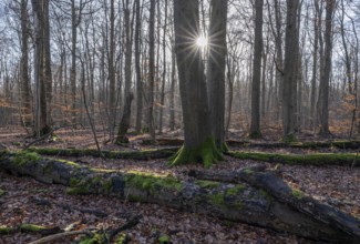 Deciduous forest in winter, backlit with sun star, Thuringia, Germany, Europe