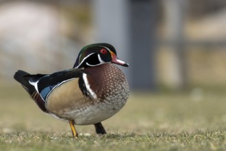Wood duck (Aix sponsa) on a shore excursion