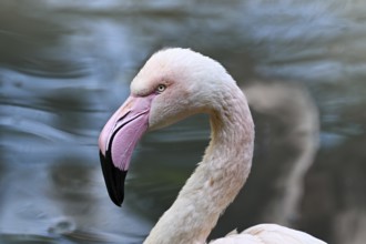 Close up portrait of greater flamingo (Phoenicopterus roseus), captive